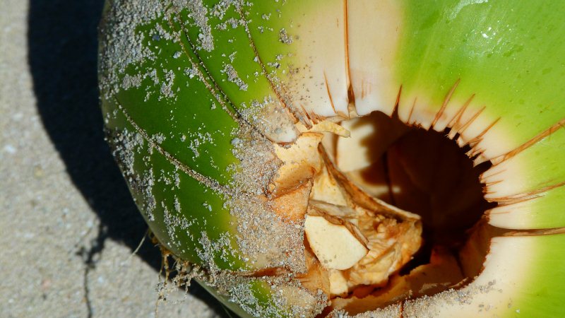 Coconut on the beach
