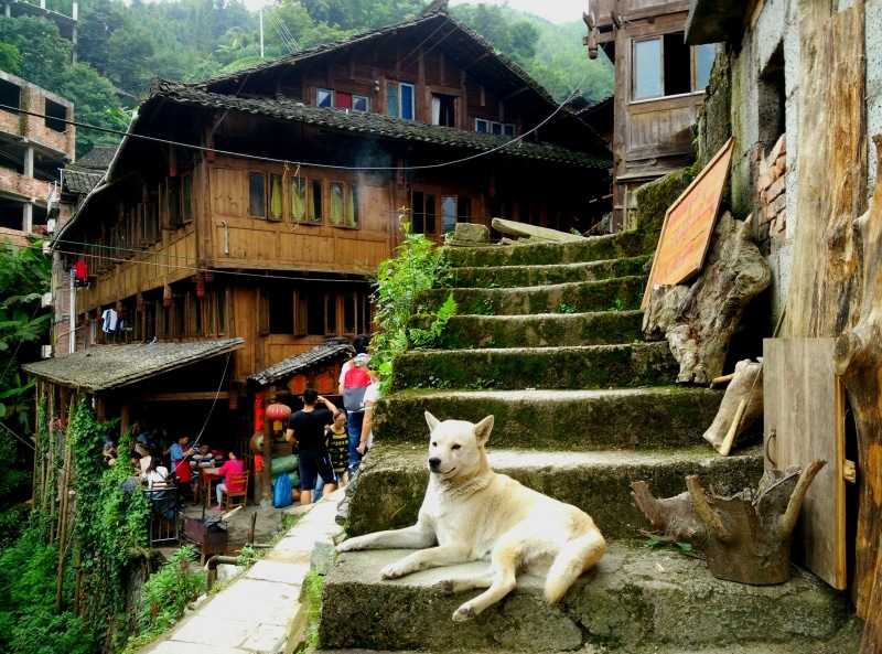 Pingan Village Dog