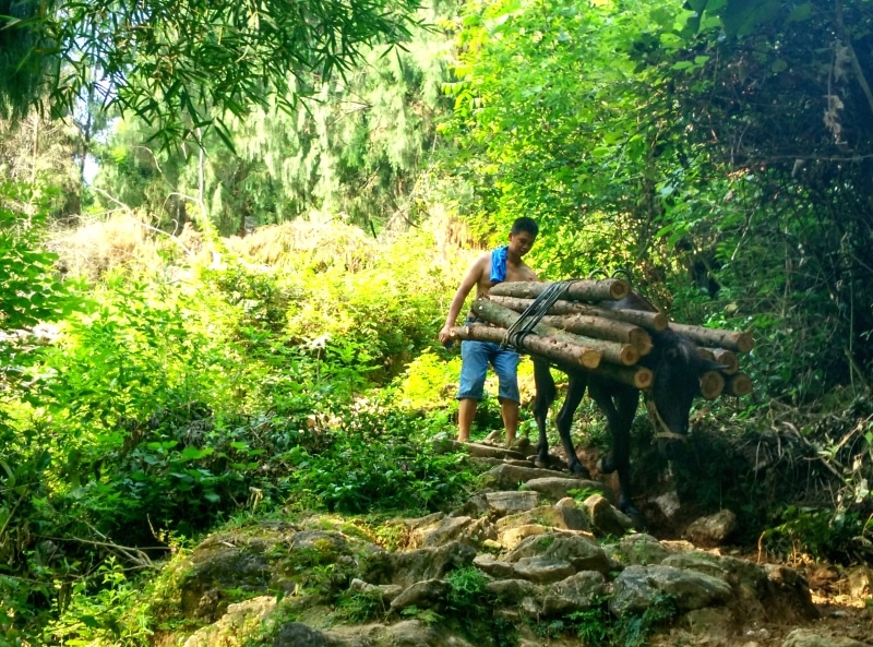 Working Horse Xingping China