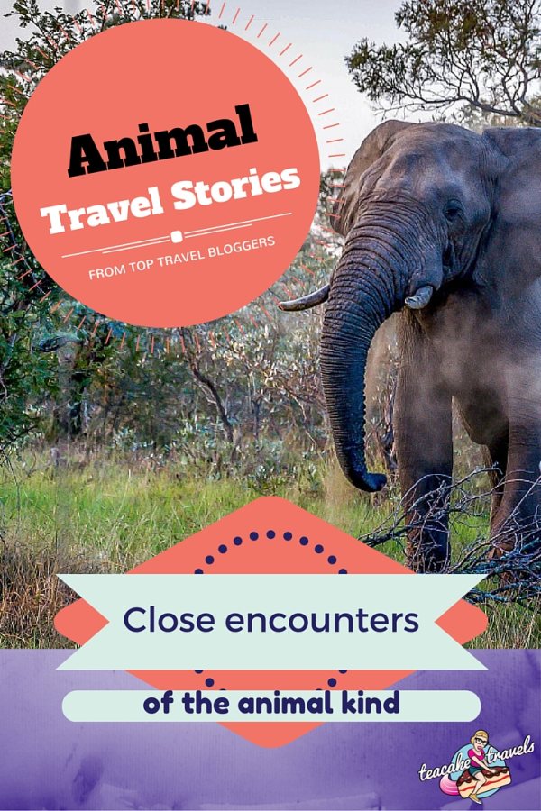 Close Encounters of The Animal Kind Stories of Animals Whilst Travelling
