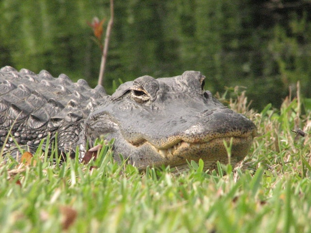Alligator Antics