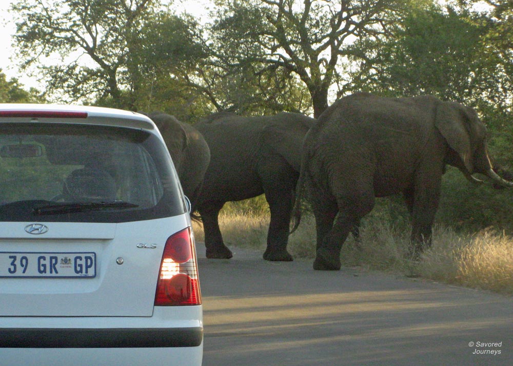 Closing Time Elephants