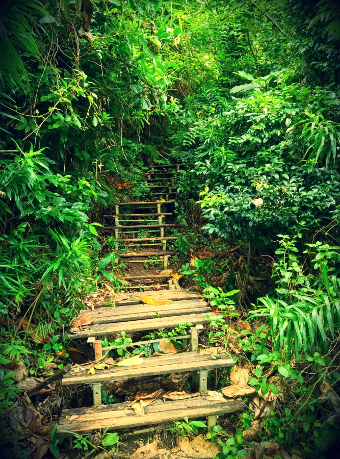 Lanyu Island Jungle Hiking