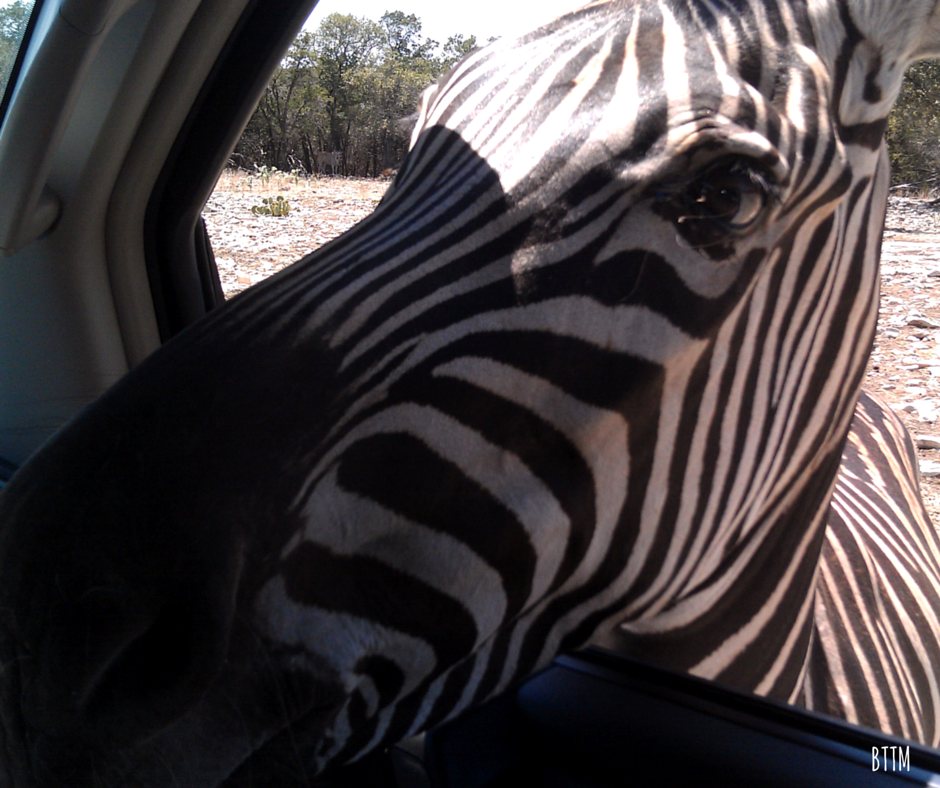 Natural Bridge Wildlife Ranch Zebra