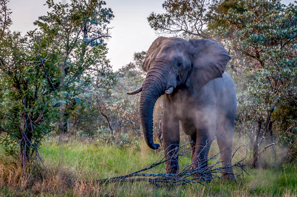 Close Encounters of the Animal Kind