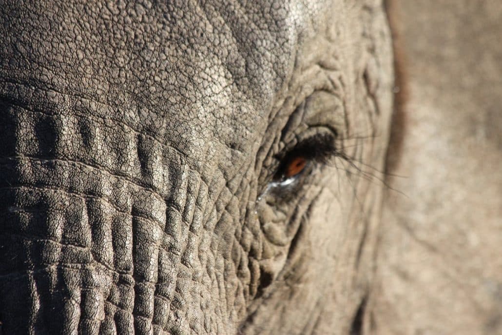 Elephant Shamwari Game Reserve