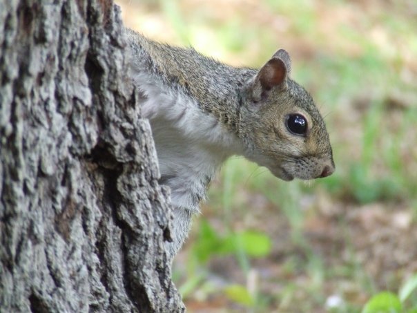 Florida Squirrel