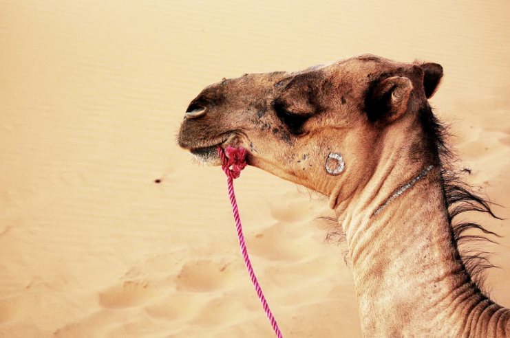 Close-up of a camel's head with a pink rope halter against desert sand.