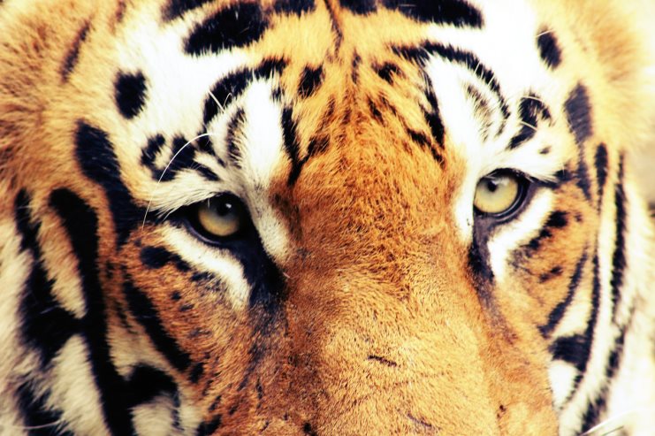 Close-up of a tiger's face showing its eyes and orange, black and white striped fur.