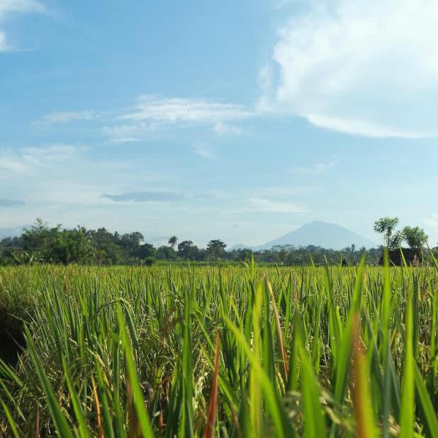 Green rice field with Mount Agung on the horizon under a blue sky near Samkhya Villa, Ubud, Bali.