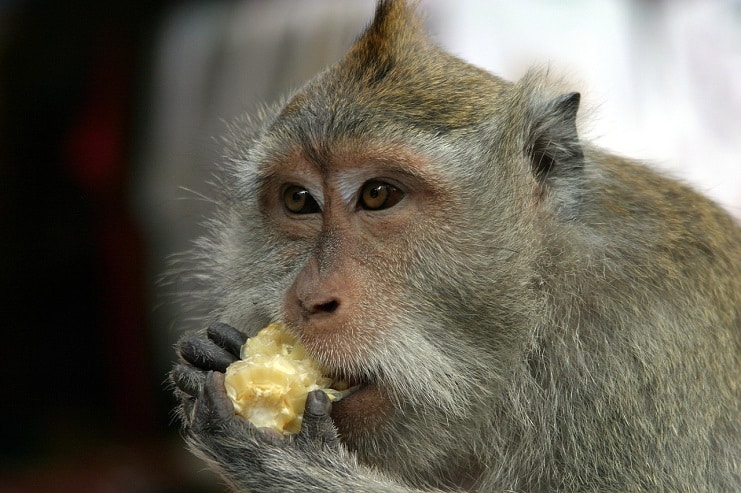 Long-tailed macaque eating a piece of fruit, held in both hands, in the Bali monkey forest.