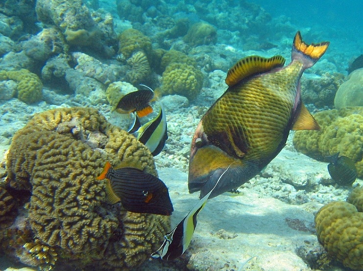 Large titan triggerfish and reef fish swimming over brain coral on a shallow tropical reef.