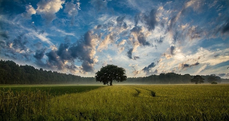A single tree stands in a green field under a wide sky streaked with clouds at dawn.