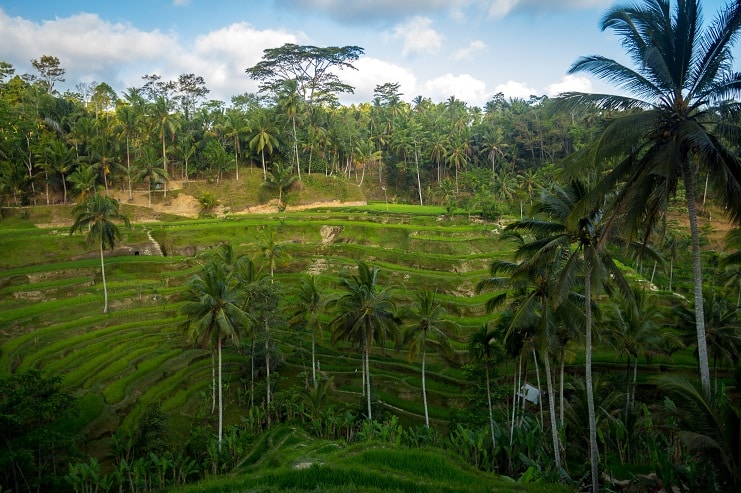 Terraced green rice fields dotted with tall palm trees under a blue sky in Bali.