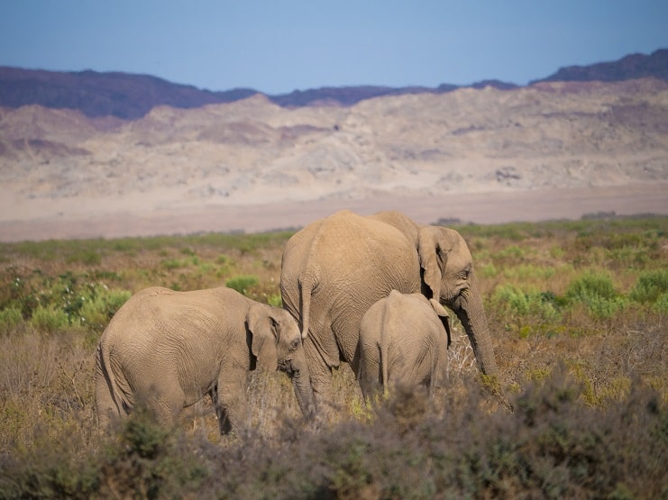 Three elephants graze on green scrub with dry desert mountains behind them.