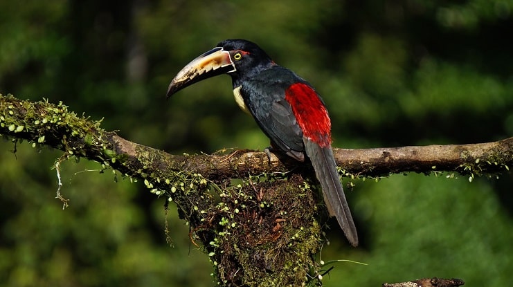 A collared aracari toucan with red and black plumage perched on a mossy branch in the jungle.