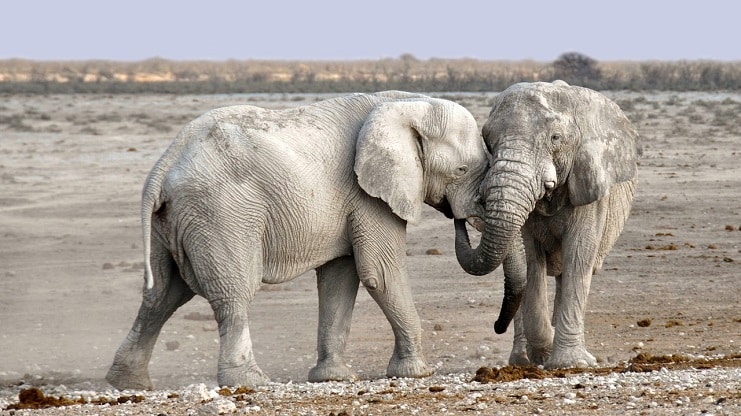 Two African elephants standing close together on a dry plain in Etosha, Namibia.