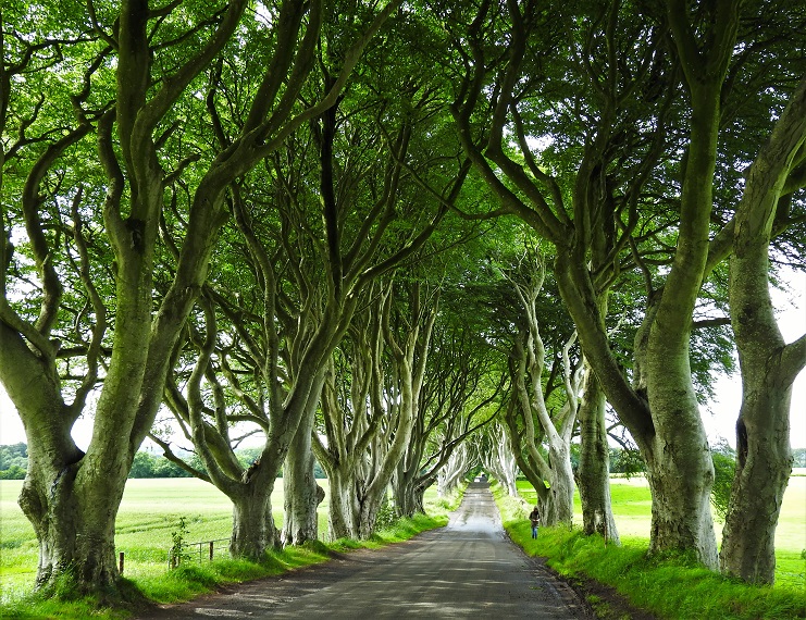 The Dark Hedges, an avenue of gnarled beech trees arching over a country lane in Northern Ireland.