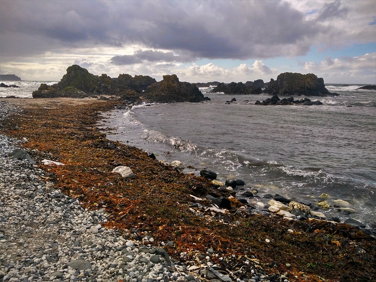 Seaweed strewn along a pebble beach with rocky outcrops and grey clouds on the Antrim coast.