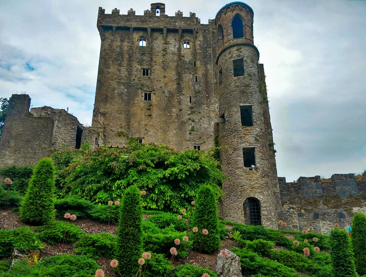 Blarney Castle keep rising above landscaped gardens with hydrangeas and clipped shrubs, Ireland.
