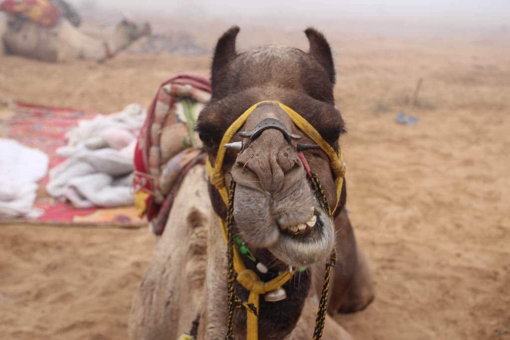 Volunteer Abroad Free and you can take care of camels in the Indian desert!