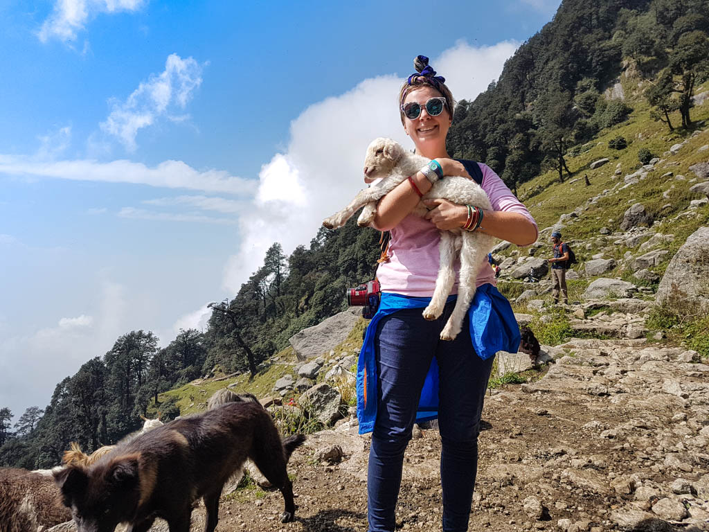 Alice in sunglasses cradling a white lamb on a green mountain trail in India, with dogs nearby.