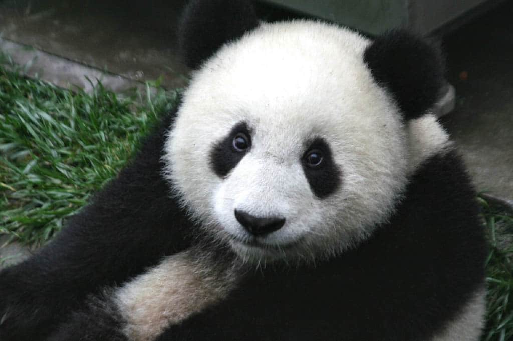 Picture of a Chinese Panda