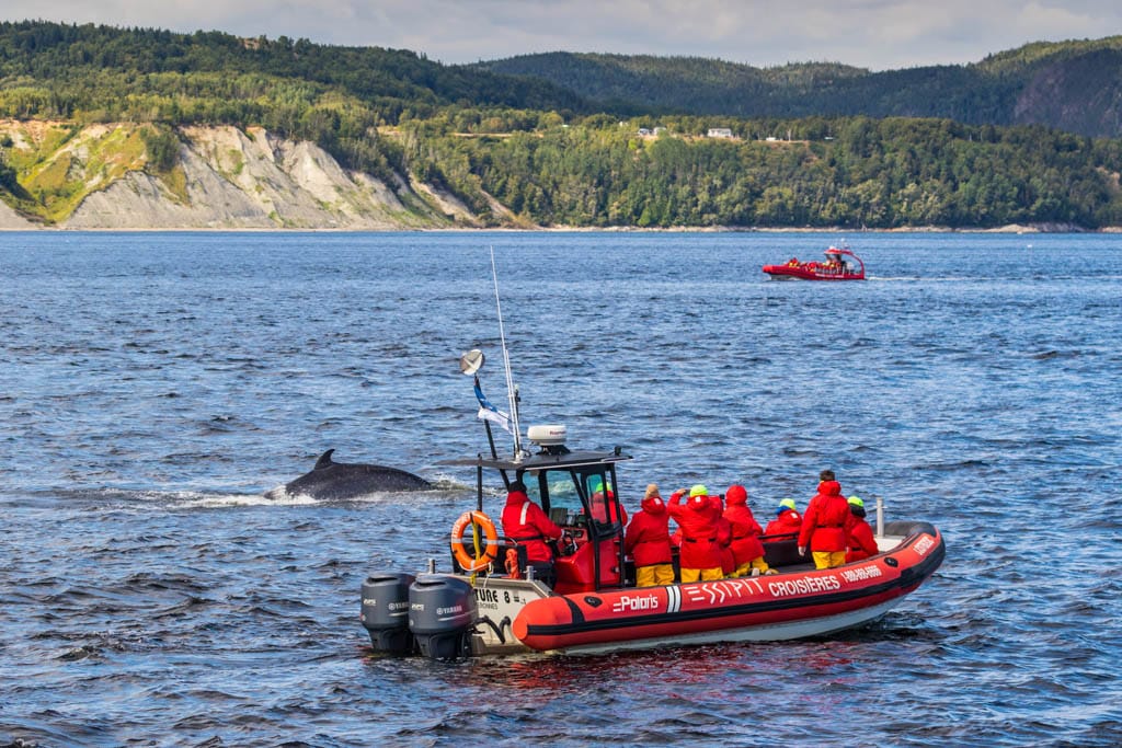 Tadoussac whale watching