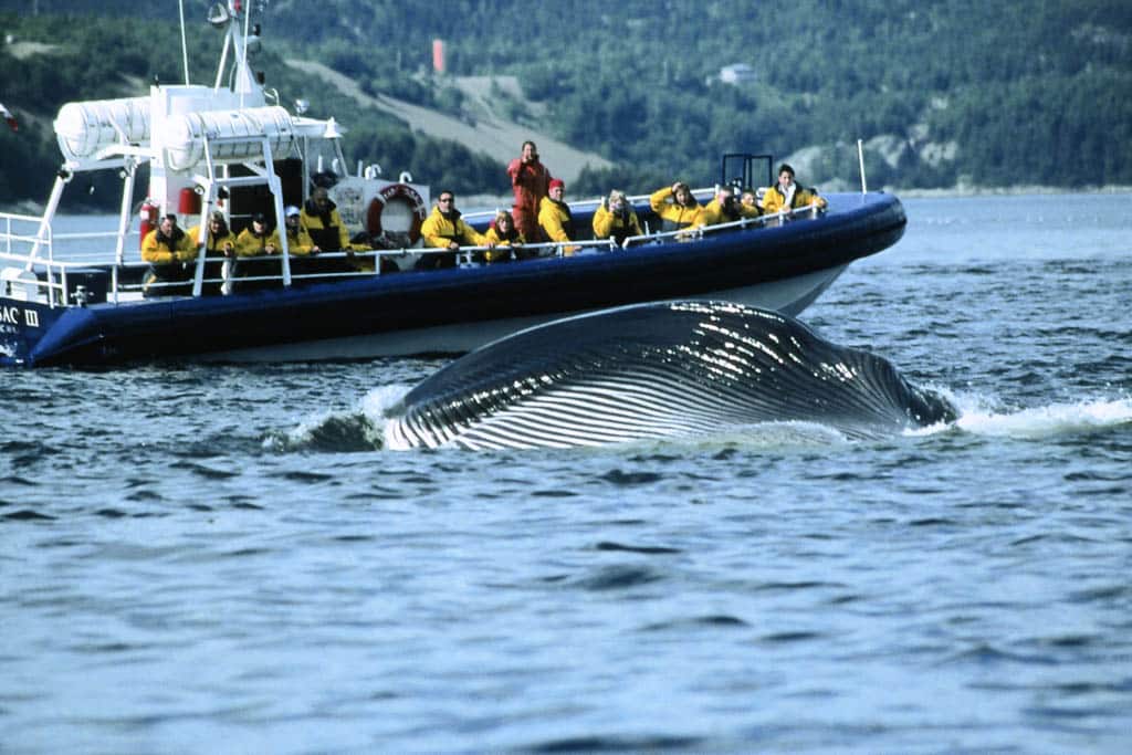 Whale Watching in Canada Tadoussac