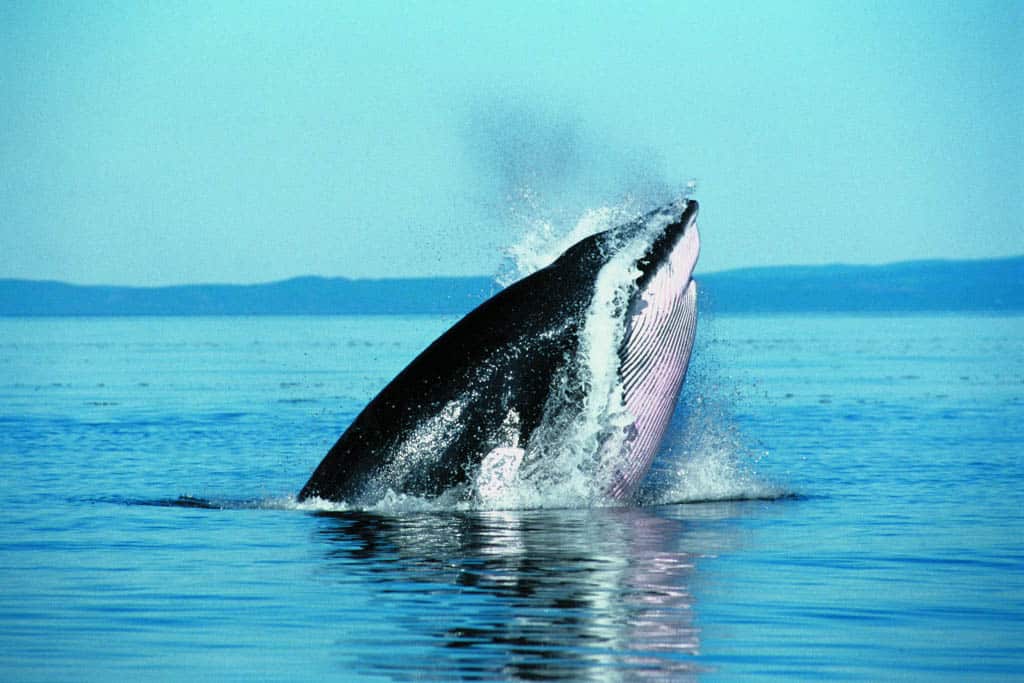 Whale Watching in Tadoussac