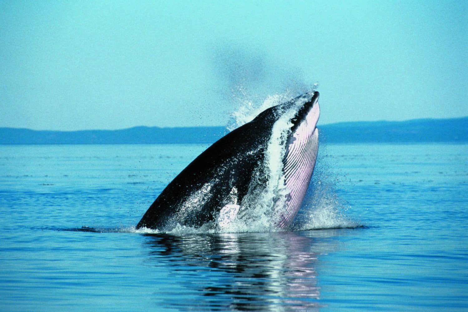 How To Experience The Best Whale Watching Tadoussac Has To Offer!