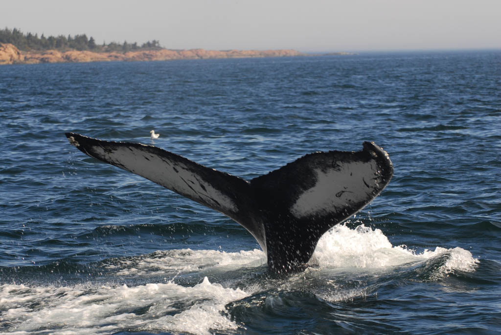 Whale Watching Tadoussac