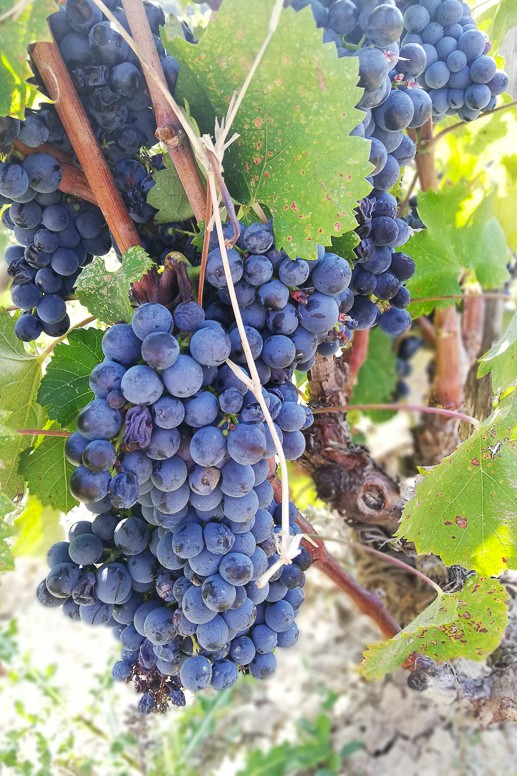 Wine Tasting in Provence France