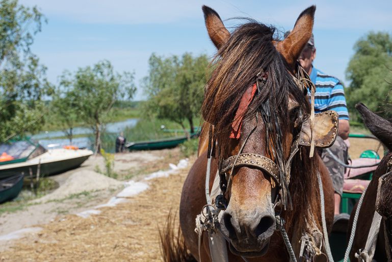 Letea Village in the Danube Delta in Romania Europe