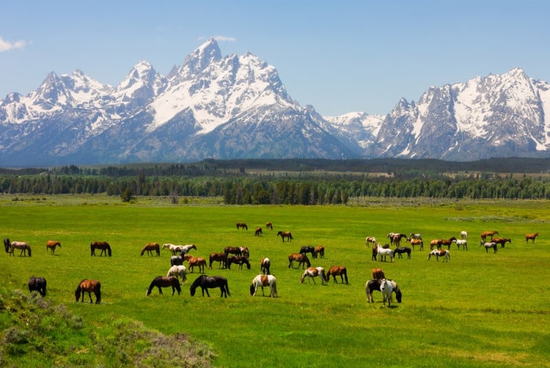 Grand Teton National Park with animals grazing on green grass in front of snowy mountains